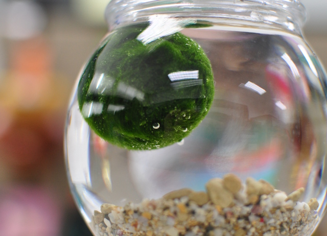 A marimo floating in a jar of water