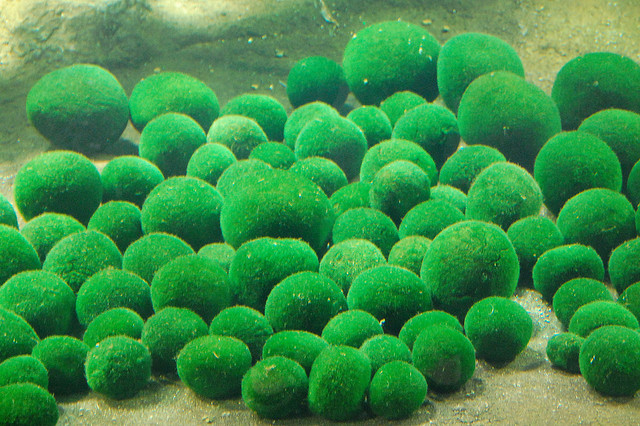 Marimo in a tank at the Marimo Exhibition and Observation Centre at Lake Akanko