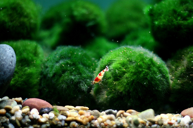 Marimo in a tank at the California Academy of Sciences, with a shrimp