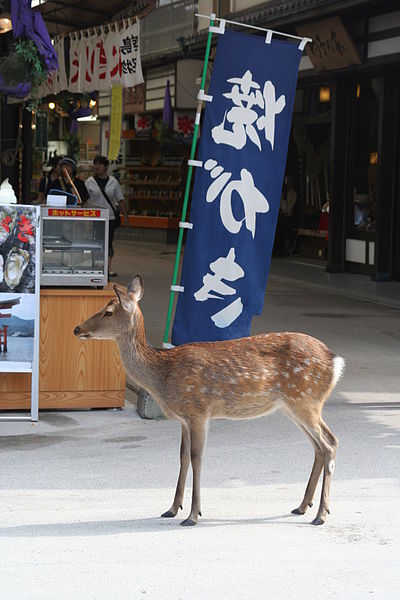 A sika deer in front of a shopping arcade