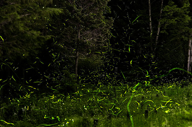 Fireflies in Japan seen as streaks of green light