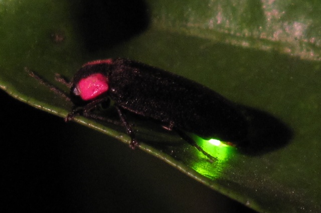 A close-up of a firefly, showing a bright green glow from its tail