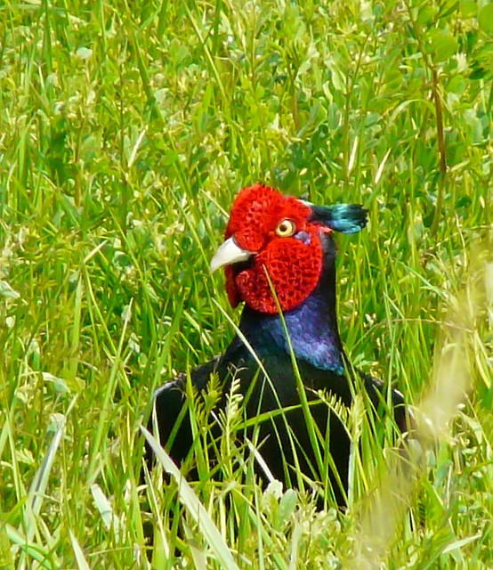 A green pheasant amongst grass