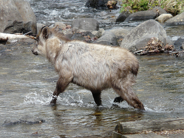 A wild Japanese serow (a species of goat-antelope)