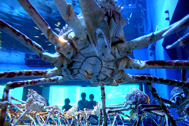 Japanese giant spider crabs in an aquarium