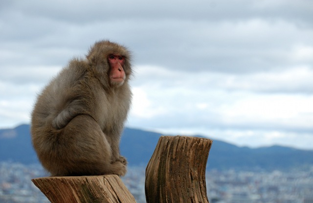 A Japanese macaque monkey at Mount Arashiyama in Kyoto