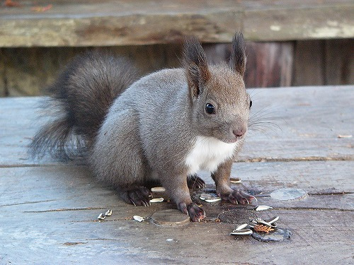 A grey-coloured red squirrel