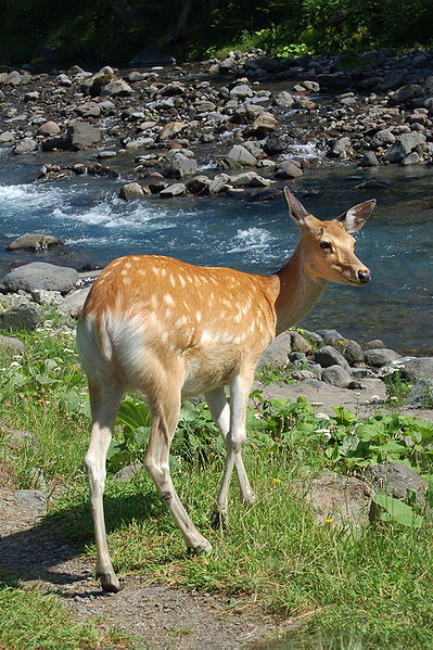 A sika deer by a river in Japan