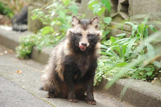 A tanuki (raccoon dog in Tokyo)