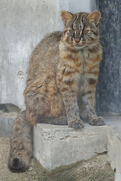 A Japanese leopard cat