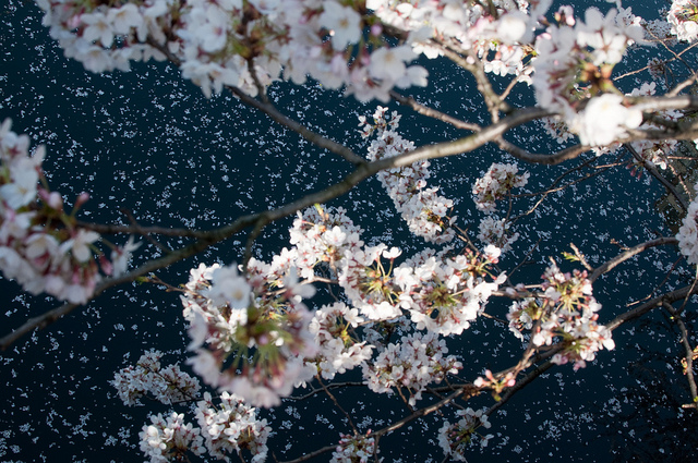 Cherry blossoms seen against a dark blue sky