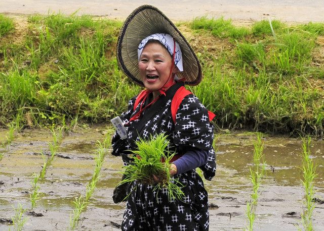 A woman planting rice during an otaue festival