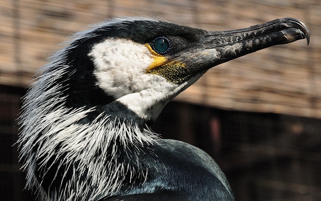 The head of a Japanese Cormorant