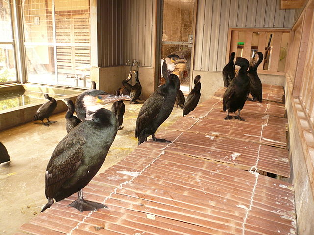 Cormorants at the home of a fishing master in Gifu City